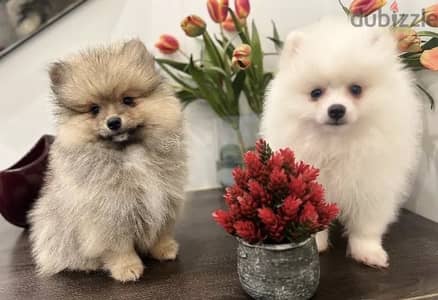 Lovely Teacup Pomeranian puppies for sale.