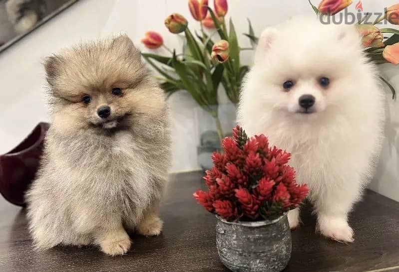 Lovely Teacup Pomeranian puppies for sale. 0