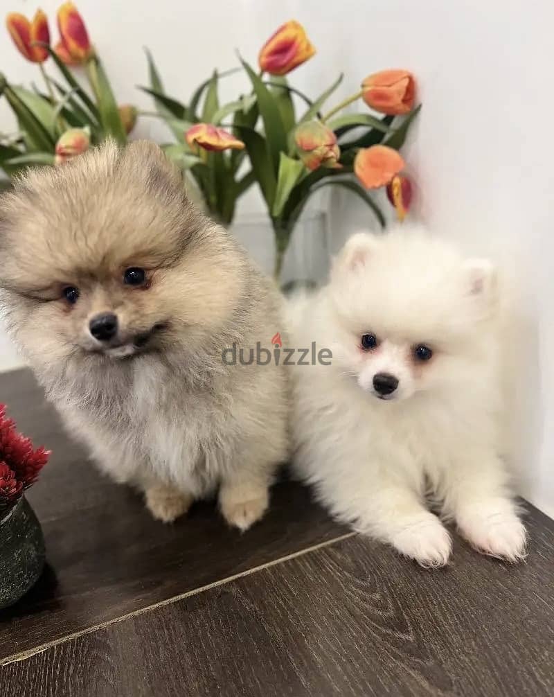 Lovely Teacup Pomeranian puppies for sale. 1