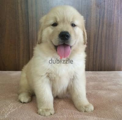 Trained Golden Retriever for sale. WhatsApp ‪+1484,718‑9164‬