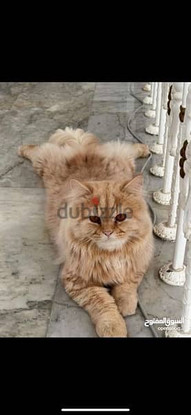 قط ذكر نوع شيرازي للتزاوج / Male Shirazi type cat for mating 1