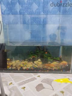 32 inch fish tank, filter, 3 gold fish