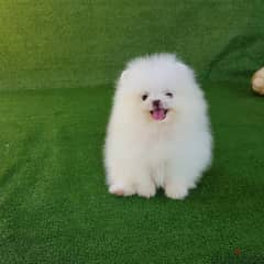 Pomeranian puppy's for sale. . Whatsapp ‪+1484 718‑9164‬