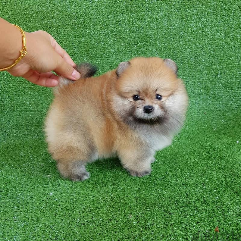 Pomeranian puppy's for sale. WHATSAPP:‪ +1 (484),718‑9164‬ 1