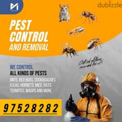 General Pest Control service for all kinds of insects