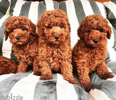Poodle puppies ready