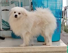 Pomeranian dog and puppies, Ready for rehoming