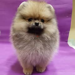 Trained Pomeranian puppy for sale