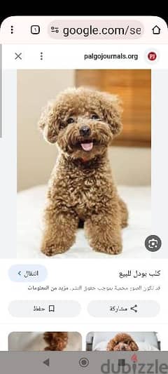 Search .  About a poodle for adoption