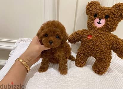 Female Poodle for sale. WHATSAPP +1 (484)718‑9164‬ ‬