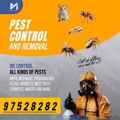 General Pest Treatment service for insects Bedbugs Aunts Cockroaches 0