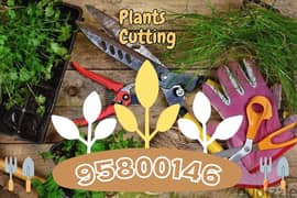 Plants Cutting, Tree shaping, Pesticides, Fertilizer,Soil,Seeds,Pots 0