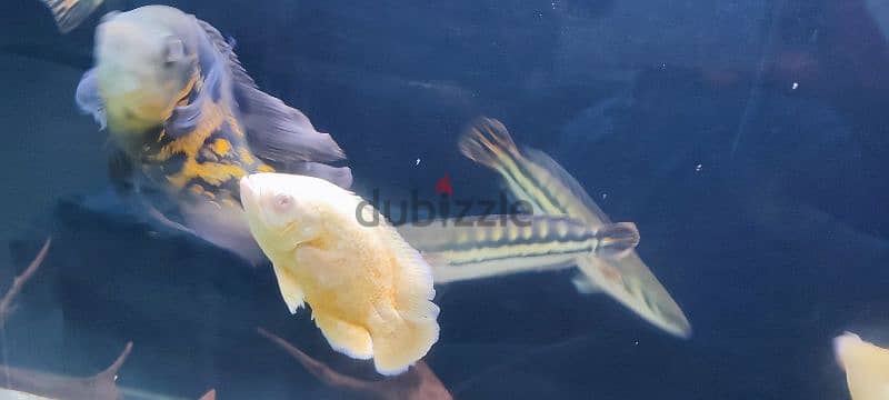 butticofery,red tail catfish 40 cm, oscar, snake head 8