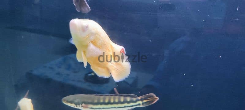 butticofery,red tail catfish 40 cm, oscar, snake head 9