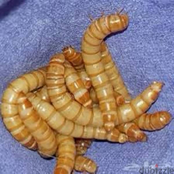 دود قبابي live milworm 1