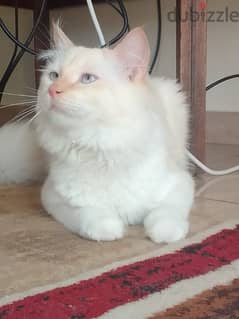 male cat available
