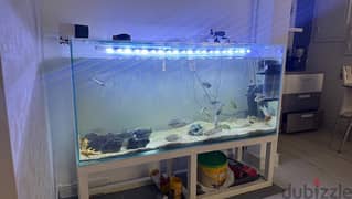 151x45cm fish tank