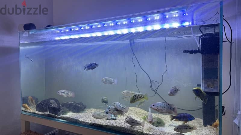 151x45cm fish tank 1