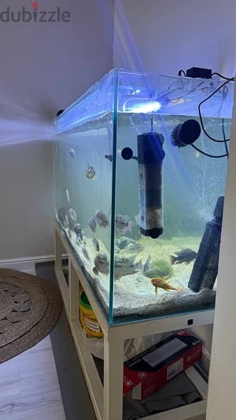 151x45cm fish tank 2