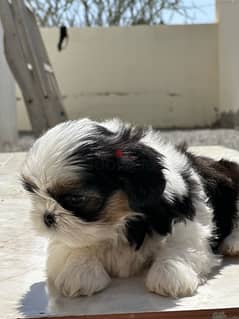 shih tzu Male puppies for sale