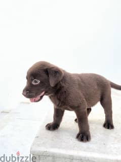lebrador puppies. male and female