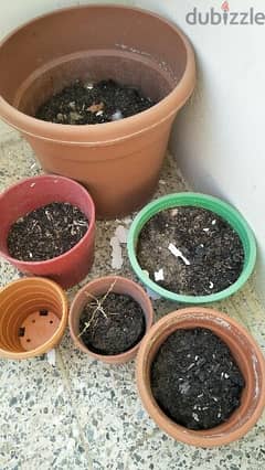 Plants pot whole sale for 10 riyal (discount amount 2)