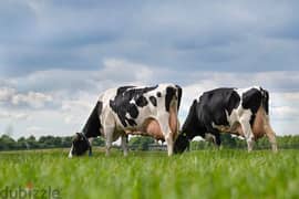 ताजा गाय का दूध उपलब्ध है और शुद्ध देशी घी उपलब्ध है