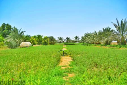 huge farm in Ibraa Near AL sharqyai universityمزرعه كبيره بابراء