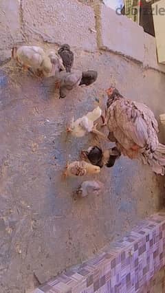 1pair Pakistani aseel hen with 10 fancy chicks