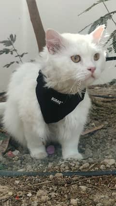 القط الفارسي الأبيضWhite Persian Cat