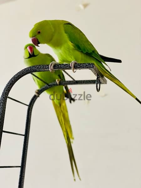 Hand Tamed Parrots with Cage & Stand for Sale 0