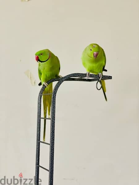 Hand Tamed Parrots with Cage & Stand for Sale 1