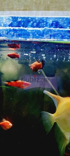 red and black platty fish for sale. . homebreed platty fish