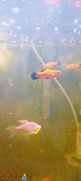 red and black platty fish for sale. . homebreed platty fish 1