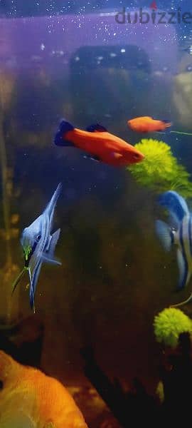 red and black platty fish for sale. . homebreed platty fish 7