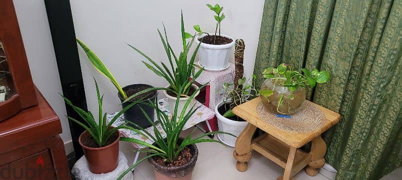 5 Snake Plants, 3 Money plants & 1 Zamzam plant with Pots 3