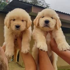 Golden Retriever Puppies Available 0