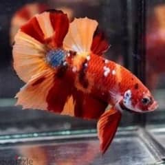 koi Betta pairs for sale ( Limited Stock only )