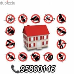 Muscat Pest control services, Bedbugs treatment available, Insect