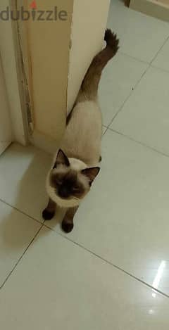 2 Siamese Cat for sale