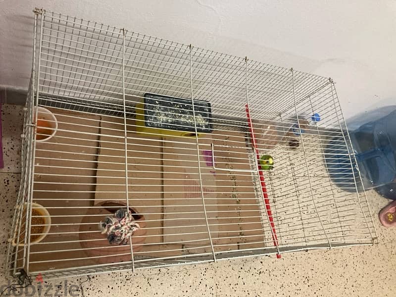 Partot with cage and nest for sale 3