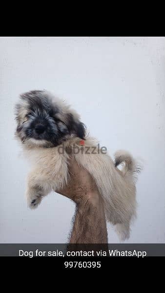 Puppy for sale date of birth 24 November 2023 2