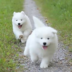 samoyed puppies Available