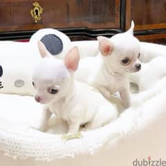 Chihuahua Puppies available 0