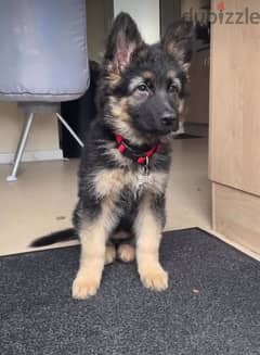 German shepherd puppy for sale. . Whatsapp ‪ +1484 718‑9164‬