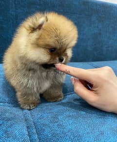 Pure Pomeranian for sale. WHATSAPP :‪ +1 (484),718‑9164‬