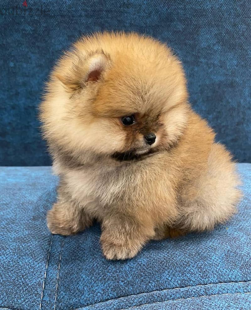Pure Pomeranian for sale. WHATSAPP :‪ +1 (484),718‑9164‬ 2