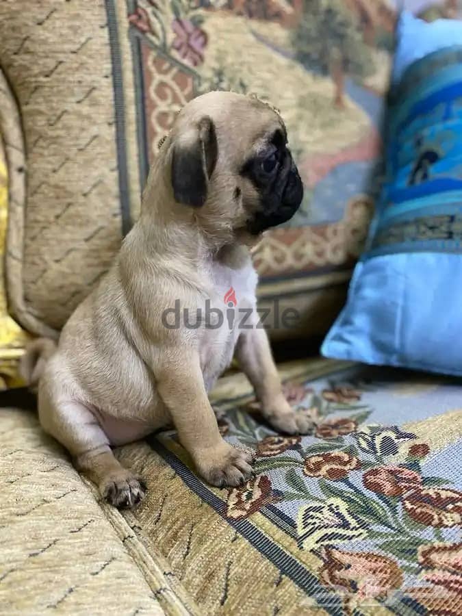Male pug puppy for sale. . WHATSAPP :‪ +1 (484),718‑9164‬ 2
