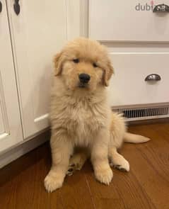 Golden retriever puppy. . WhatsApp : ‪+357,94,462434‬