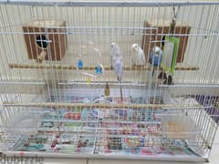 love Birds with cage